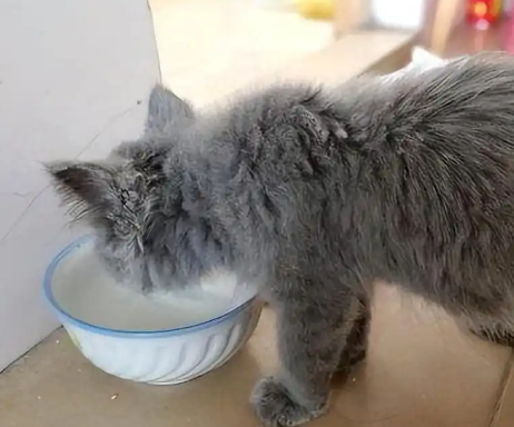 得了猫传腹的猫吃东西正常吗 得了猫传腹的猫吃东西正常吗