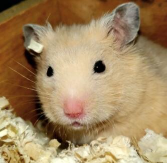 仓鼠喝水没有饮水器怎么办 仓鼠喝水没有饮水器怎么办