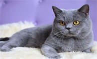 蓝猫6个月什么尺寸