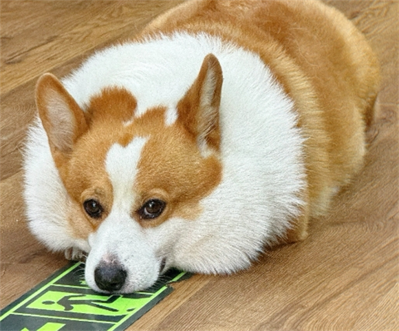 柯基犬尾巴一定要断吗图片