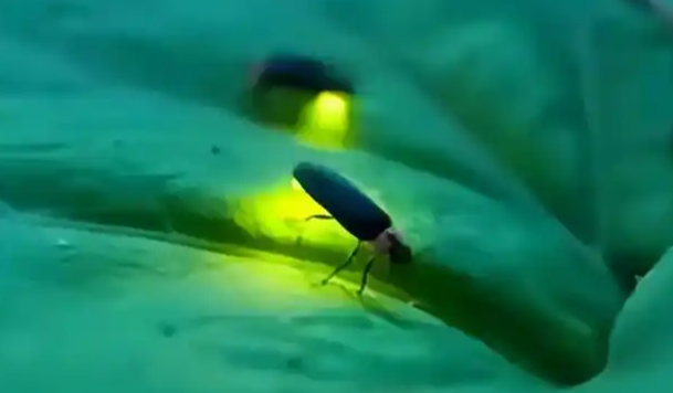 萤火虫怎么会死