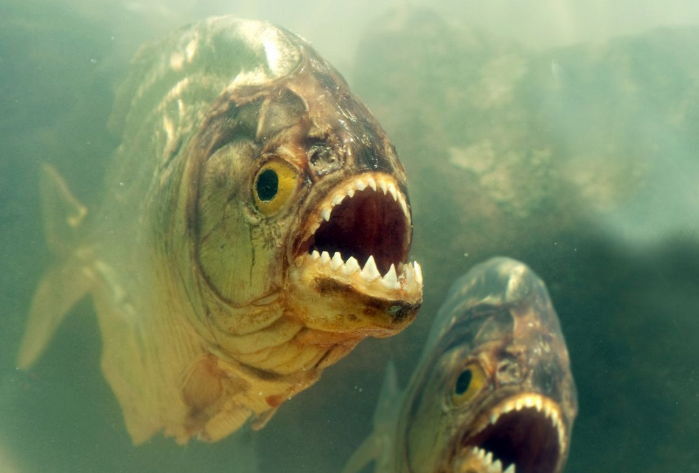 如果食物供应不足,食人鱼可能会出现相互攻击的现象,影