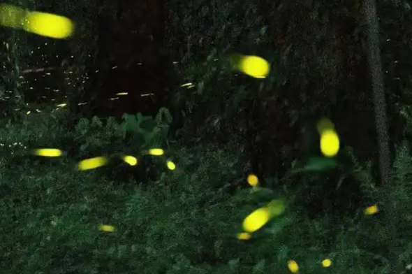 萤火虫是不是动物