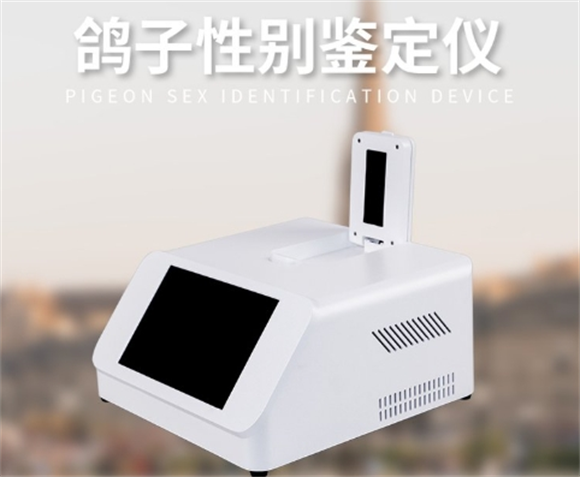 鸽子公母检测仪器