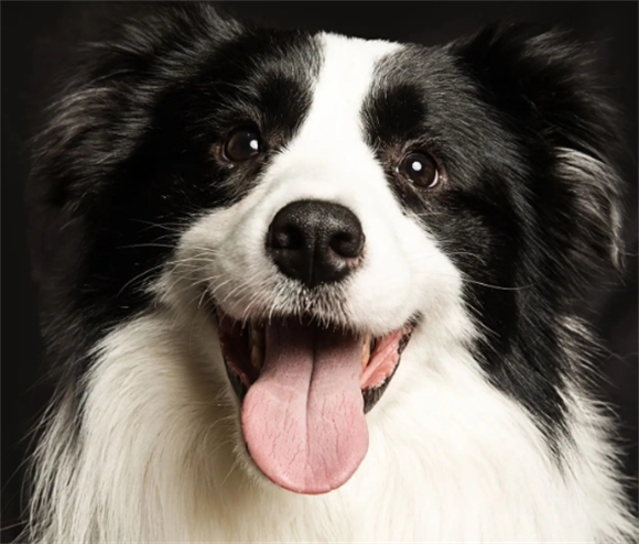 公边牧几个月开始发情 公边牧几个月开始发情