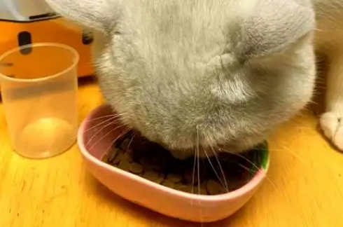 宠康源猫粮属于什么档次