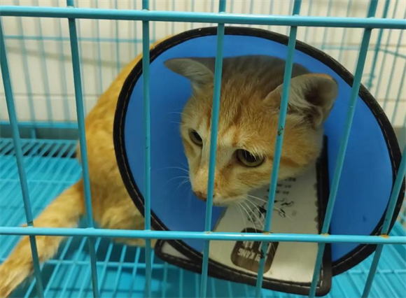 猫咪打狂犬疫苗管多久