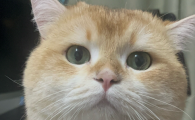 猫咪吃了绿萝多久出现症状