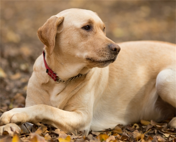拉布拉多常见皮肤病