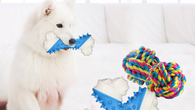 加仕高宠物狗玩具：解锁爱犬欢乐时光！