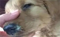 犬瘟热从初期到死亡一般几天