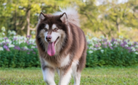 阿拉斯加犬几个月成年