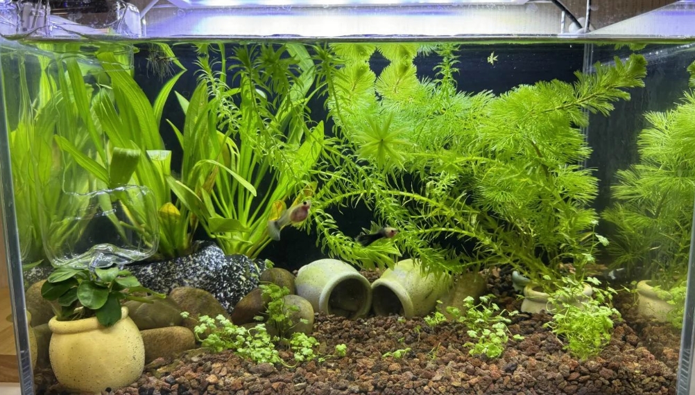 Barbarous Growth乌龟生态缸多久换一次水