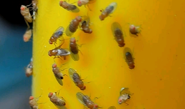 食果蝇如何防治 食果蝇如何防治