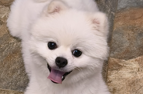 狗狗大姨妈来多久结束