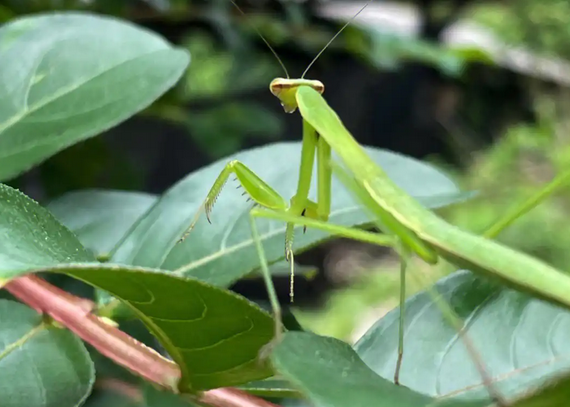 螳螂是脊椎动物吗
