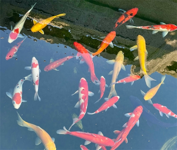 锦鲤尾巴有白色点点正常吗