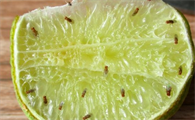 果蝇怎么生出来的