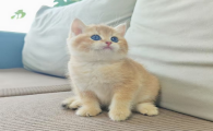 猫几天不吃东西还有救吗