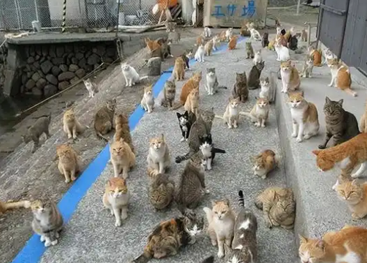 日本“猫岛”：吃光岛上老鼠后，开始自学下海捕鱼