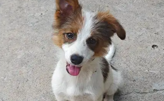 犬瘟热发病到死亡迹象 犬瘟热发病到死亡迹象