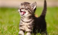 猫咪高兴的表现有哪些