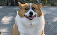 狗狗吃橘子可以吗
