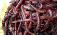 什么药能杀蚯蚓