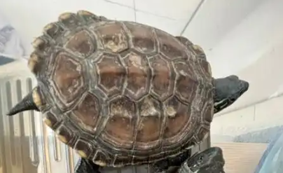 乌龟破壳要不要剥开 乌龟破壳要不要剥开