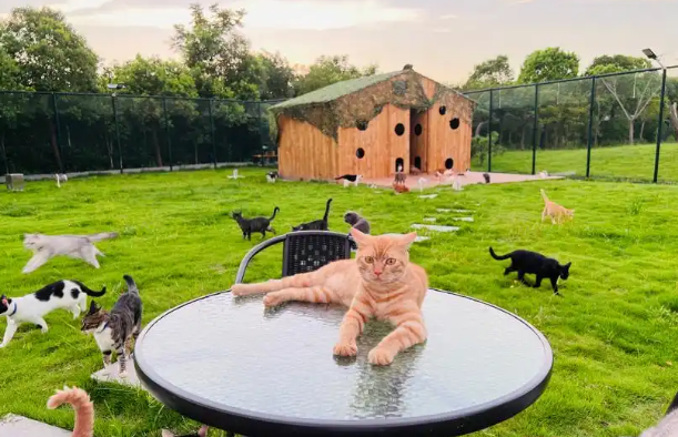 首个AI+猫咪领养站现身!城市流浪动物管理“新招式” 首个AI+猫咪领养站现身!城市流浪动物管理“新招式”