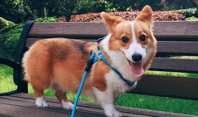 柯基犬尾巴什么样子