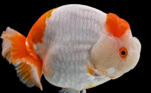 优鱼若宠兰寿金鱼惊艳亮相水族展，新潮引领观赏鱼新潮流