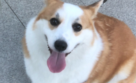 犬瘟发病到死亡要多久