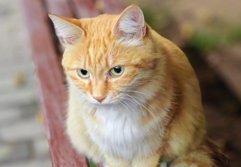 猫咪的毛有细菌吗 猫咪的毛有细菌吗