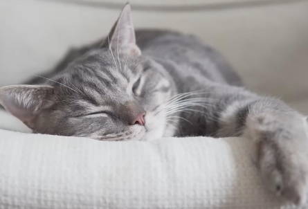 猫咪吐了褐色的像屎的东西
