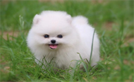 幼犬可以吃多少橘子