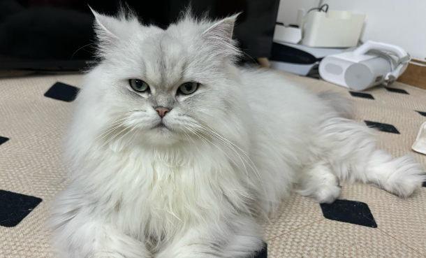 猫毛导致的过敏性鼻炎怎么办