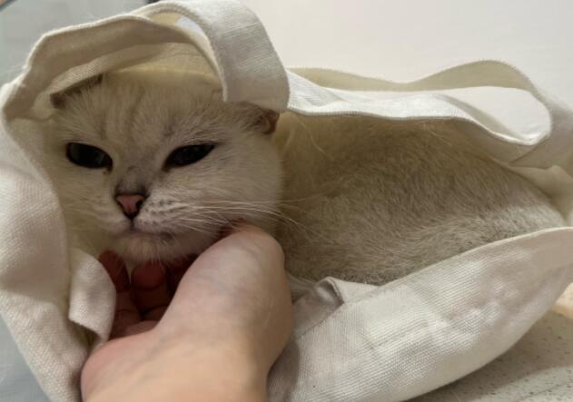 猫咪打退烧针会有危险吗 猫咪打退烧针会有危险吗