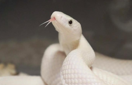 饲养异宠正流行,背后风险有哪些 饲养异宠正流行,背后风险有哪些