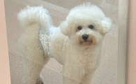 犬瘟热幼犬临死症状是什么