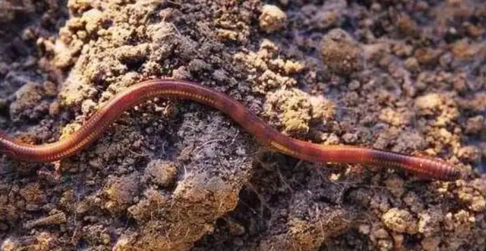 养蚯蚓的温度是多少 养蚯蚓的温度是多少
