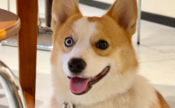 柯基犬的尾巴是被剪掉的吗