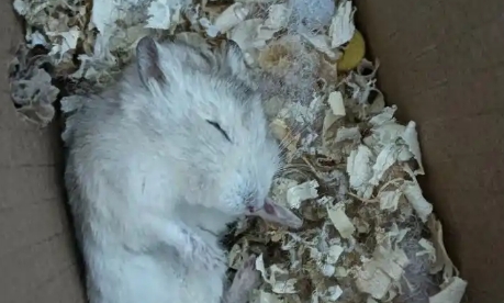 仓鼠能吃桃子吗会死吗