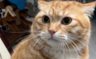 猫咪不打狂犬疫苗会怎样
