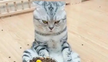 猫咪食欲差如何开胃 猫咪食欲差如何开胃