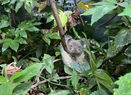 南京市红山森林动物园发长文送别考拉茉莉！网友看哭：谢谢你来过……