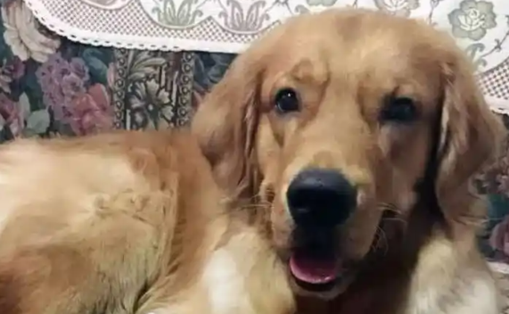 狗狗传染病4项检查多少钱 狗狗传染病4项检查多少钱