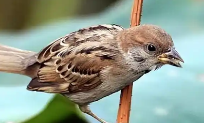 撞死麻雀是什么征兆
