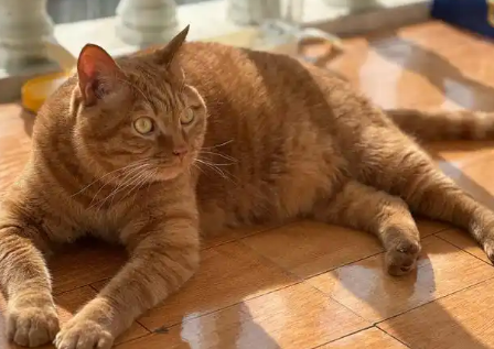 猫咪嘴巴流粘稠的口水