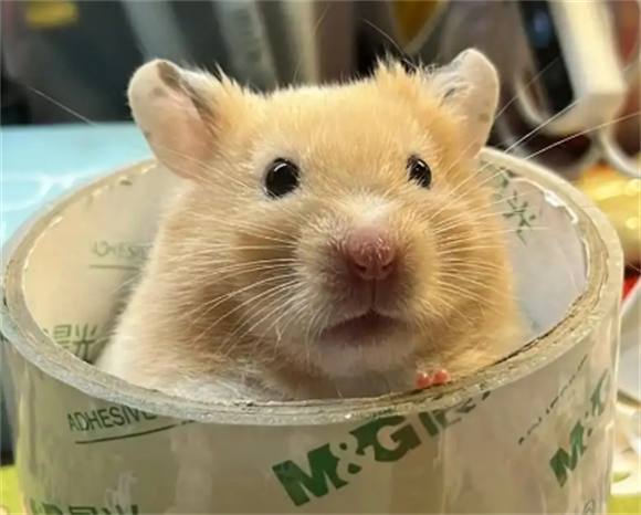 金丝熊的外形特征 金丝熊的外形特征